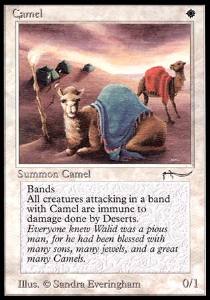 Camel (EN)